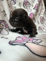 Yoda, a female French Bulldog for sale in New London, NC – 5 of 10