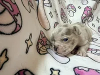 Leia, a female French Bulldog for sale in New London, NC – 6 of 9