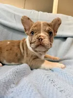 Jabba - AKC Registered, a male French Bulldog for sale in New London, NC – 8 of 9