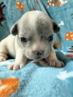 Chewie, a male French Bulldog for sale in New London, NC – 4 of 10