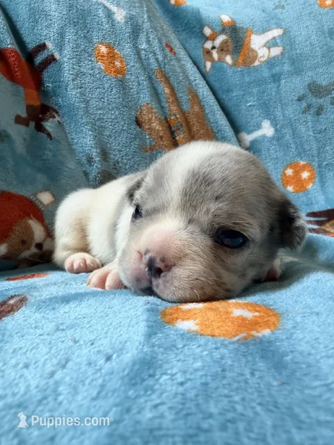 Chewie – French Bulldog puppy for sale in New London, NC