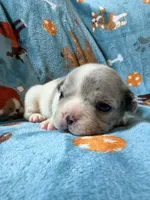 Chewie, a male French Bulldog for sale in New London, NC – 1 of 10