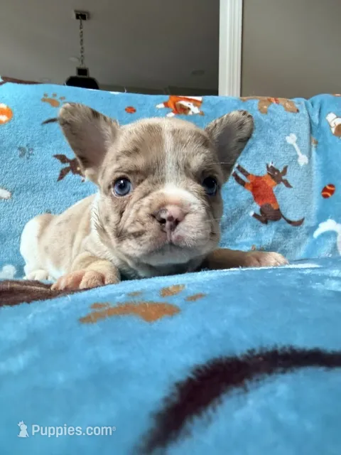 Jabba – French Bulldog puppy for sale in New London, NC