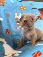 Grogu, a male French Bulldog for sale in New London, NC – 8 of 10