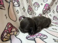 Yoda, a female French Bulldog for sale in New London, NC – 4 of 10