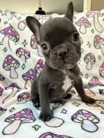 Yoda - AKC Registered, a female French Bulldog for sale in New London, NC – 6 of 7