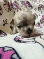 Leia, a female French Bulldog for sale in New London, NC – 9 of 9