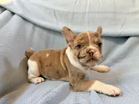 Jabba - AKC Registered, a male French Bulldog for sale in New London, NC – 5 of 9