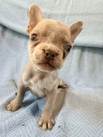 Grogu - AKC Registered, a male French Bulldog for sale in New London, NC – 6 of 10