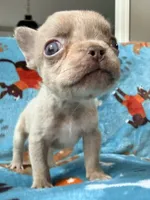 Grogu, a male French Bulldog for sale in New London, NC – 6 of 10