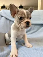 Chewie - AKC Registered, a male French Bulldog for sale in New London, NC – 1 of 10