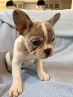 Chewie - AKC Registered, a male French Bulldog for sale in New London, NC – 8 of 10