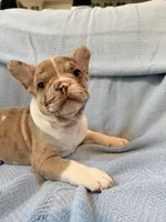 Jabba - AKC Registered, a male French Bulldog for sale in New London, NC – 2 of 9