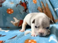 Chewie, a male French Bulldog for sale in New London, NC – 3 of 10