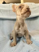 Grogu - AKC Registered, a male French Bulldog for sale in New London, NC – 7 of 10
