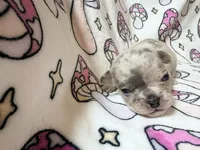 Leia, a female French Bulldog for sale in New London, NC – 5 of 9