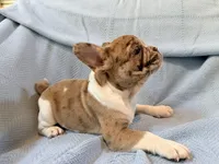 Jabba - AKC Registered, a male French Bulldog for sale in New London, NC – 3 of 9