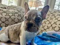 Tucker, a male French Bulldog for sale in New London, NC – Photo 4 of 10