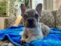 Tucker, a male French Bulldog for sale in New London, NC – Photo 10 of 10
