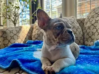 Tucker, a male French Bulldog for sale in New London, NC – Photo 9 of 10