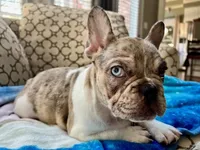 Tucker, a male French Bulldog for sale in New London, NC – Photo 7 of 10