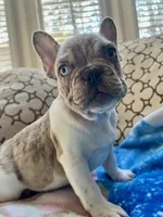 Tucker, a male French Bulldog for sale in New London, NC – Photo 1 of 10