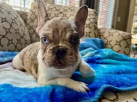 Tucker, a male French Bulldog for sale in New London, NC – Photo 3 of 10