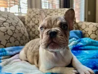 Tucker, a male French Bulldog for sale in New London, NC – Photo 2 of 10