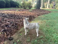 Pluto - AKC Registered, a female French Bulldog for sale in New London, NC – 6 of 6