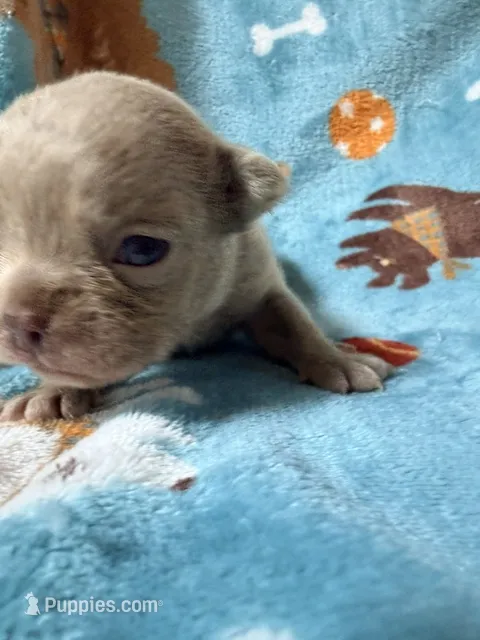 Grogu – French Bulldog puppy for sale in New London, NC