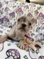 Leia - AKC Registered, a female French Bulldog for sale in New London, NC – 5 of 10