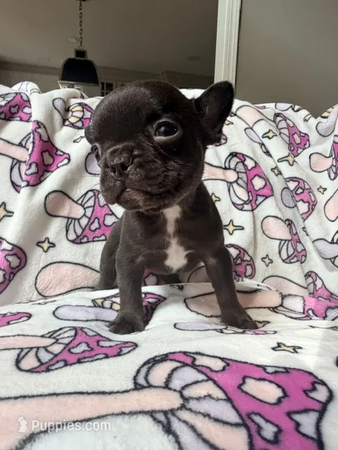 Yoda – French Bulldog puppy for sale in New London, NC