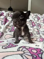 Yoda, a female French Bulldog for sale in New London, NC – 1 of 10
