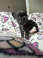 Yoda, a female French Bulldog for sale in New London, NC – 4 of 10