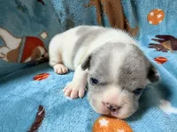 Chewie, a male French Bulldog for sale in New London, NC – 7 of 10