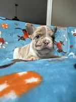 Jabba, a male French Bulldog for sale in New London, NC – 2 of 9