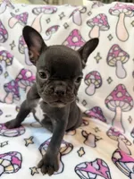 Yoda - AKC Registered, a female French Bulldog for sale in New London, NC – 5 of 7