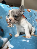 Chewie, a male French Bulldog for sale in New London, NC – 4 of 10
