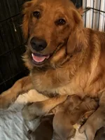 Silver male , a male Golden Retriever for sale in Coshocton, OH – 3 of 3