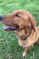 Red male, a male Golden Retriever for sale in Coshocton, OH – 6 of 7