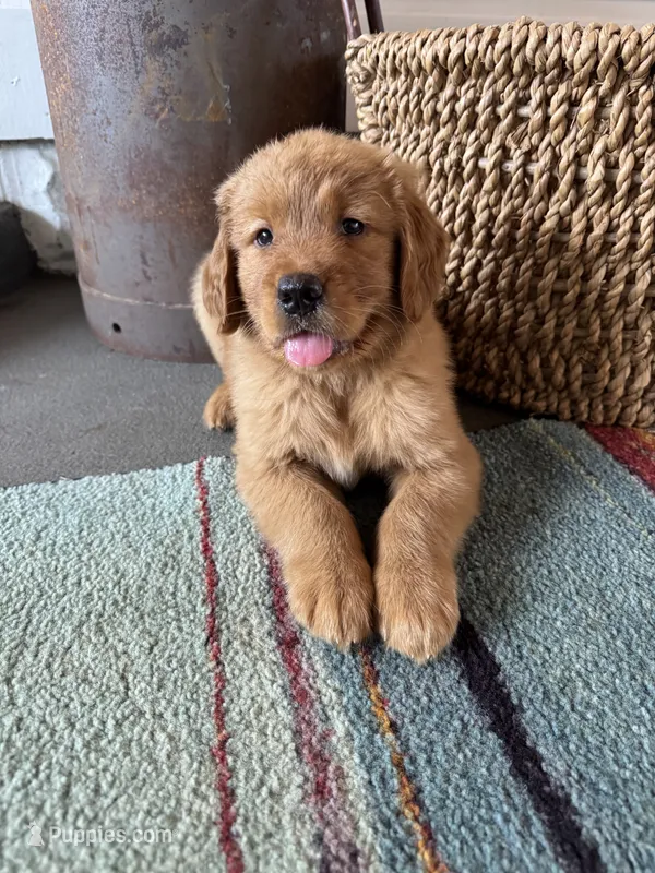 Teal male – Golden Retriever puppy for sale in Coshocton, OH