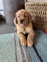 Teal male, a male Golden Retriever for sale in Coshocton, OH – 1 of 3