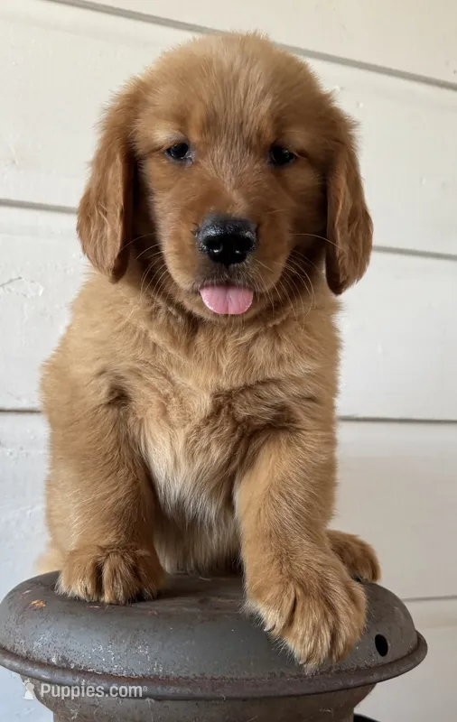 No color male – Golden Retriever puppy for sale in Coshocton, OH