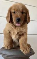 No color male, a male Golden Retriever for sale in Coshocton, OH – 1 of 3