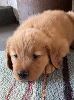 Purple male , a male Golden Retriever for sale in Coshocton, OH – 1 of 4