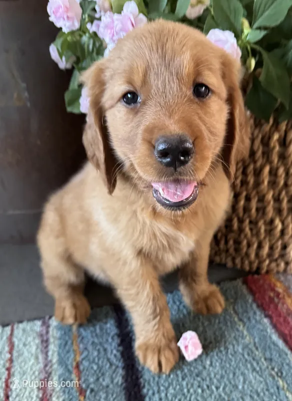 Red female – Golden Retriever puppy for sale in Coshocton, OH