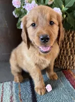 Red female, a female Golden Retriever for sale in Coshocton, OH – 1 of 3