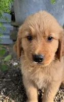 Red male, a male Golden Retriever for sale in Coshocton, OH – 1 of 7