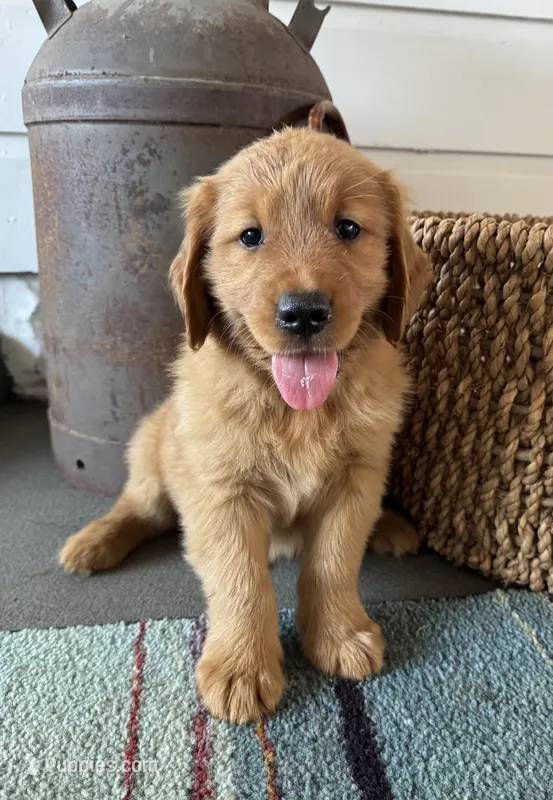 Silver male  – Golden Retriever puppy for sale in Coshocton, OH