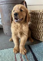 Purple male , a male Golden Retriever for sale in Coshocton, OH – 2 of 4